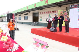 平涼蘋果國際拍賣中心開市 助推果業高質量發展